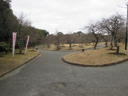 2023年2月3日撮影　豊橋市向山緑地内梅林園　春まつり（梅）