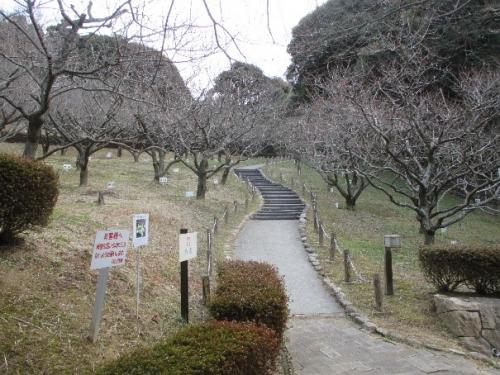 2023年2月3日撮影　豊川市赤塚山公園梅まつり