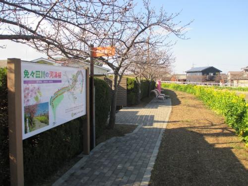 2023年2月8日撮影　田原市福江町「免々田川（めめだがわ） 菜の花・桜まつり」