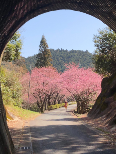 2022年3月14日撮影　新城市内金（うちがね）地区の河津桜