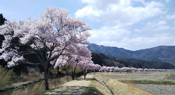 2022年4月11日撮影　設楽町名倉地区のコヒガン桜