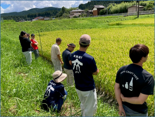 ほ場を見学する酒蔵関係者ら