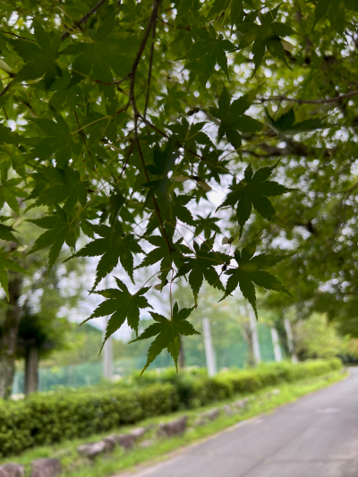 新城総合公園