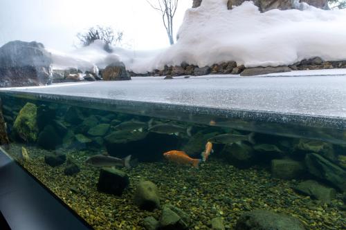 凍った水の下を泳ぐ魚