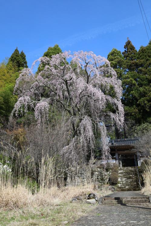 福田寺のシダレザクラ