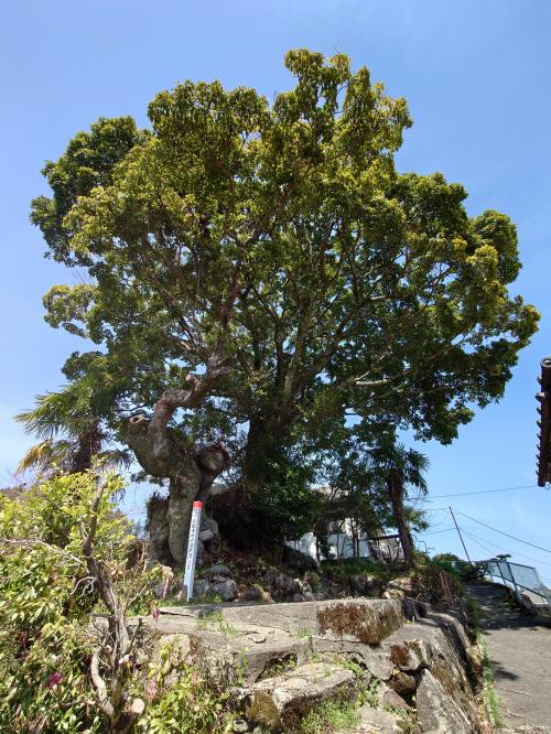 福田寺のイヌグス