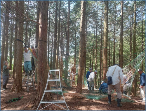 立木ネット囲いわなの移設作業