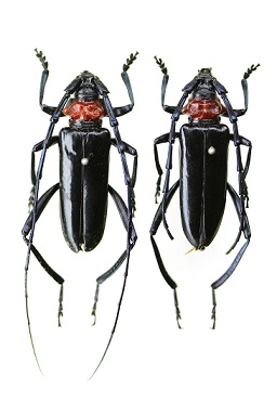 クビアカツヤカミキリ(左が雄、右が雌)戸田尚希氏撮影