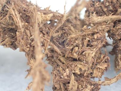 ゴマダラカミキリのフラス(拡大)