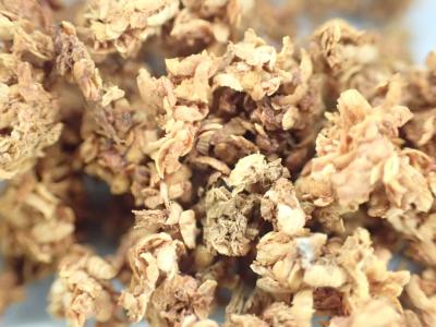 クビアカツヤカミキリのフラス(拡大)