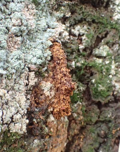 排出されたばかりのフラス(ひき肉状)