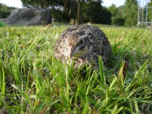 うずら　くさむら