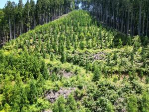 少花粉スギへの植え替え