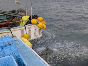 漁獲されたマイワシ