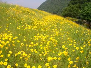 一面に繁茂したオオキンケイギク
