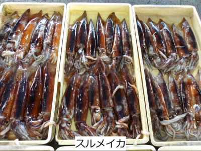 スルメイカ