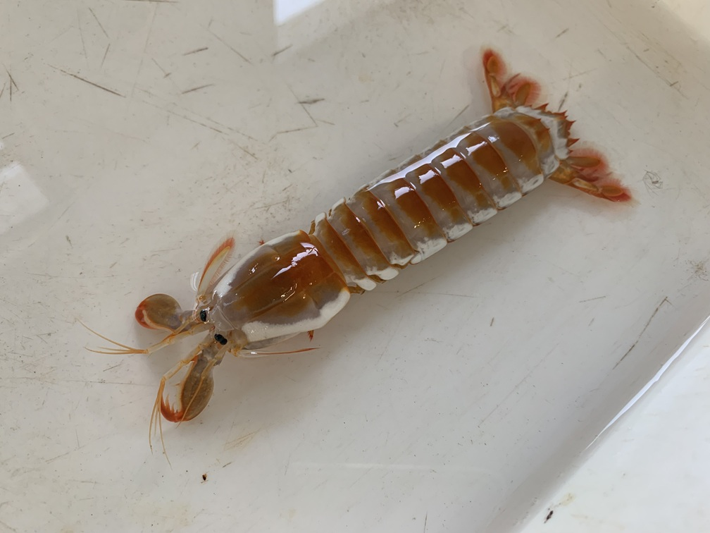 アカシマホソユビシャコ