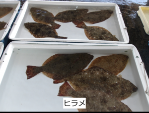 ヒラメ