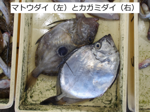 マトウダイとカガミダイ