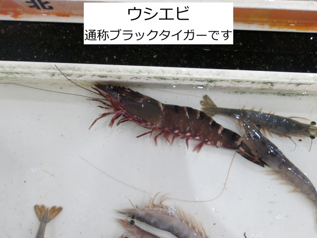 ウシエビ